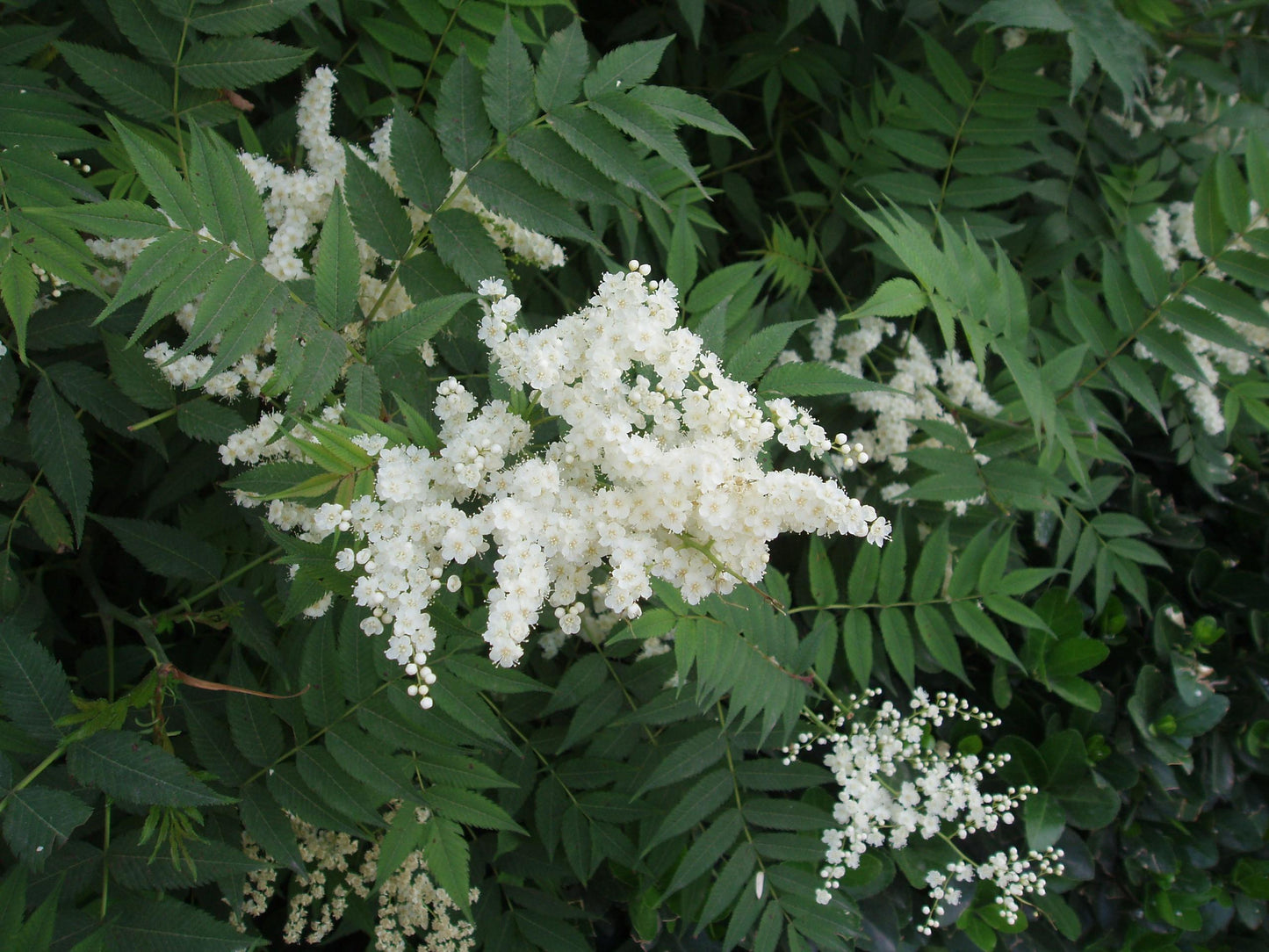 Aitchisons Spirea (Sorbaria aitchisonii)