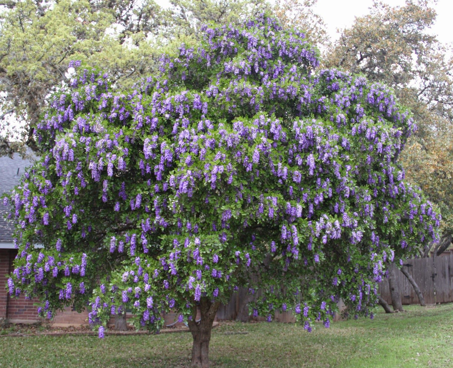 Frijolillo Frijolito Mescal Bean Texas Mescalbean Mountain Laurel (Sophora secundiflora)