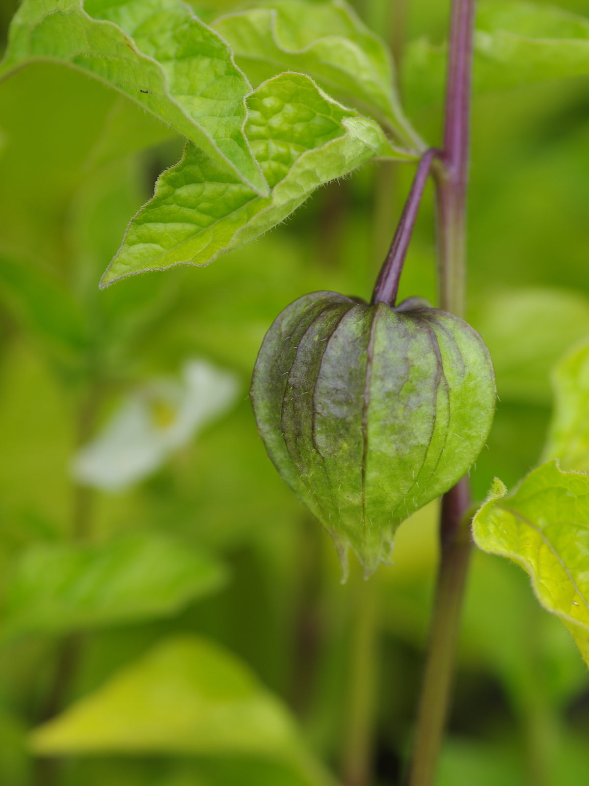 Chinese Lantern Strawberry Groundcherry Winter Cherry (Physalis alkekengi)