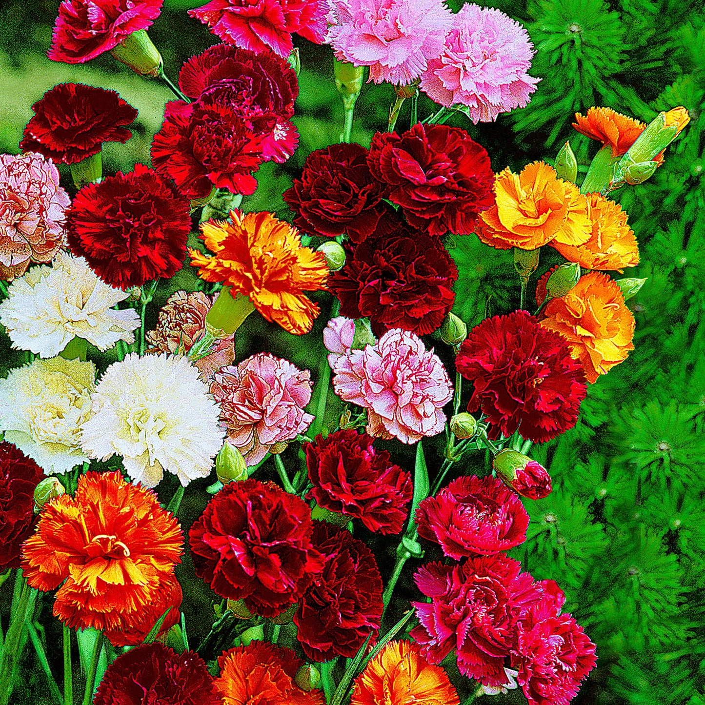 Grenadin Mix Carnation (Dianthus caryophyllus 'Grenadin Mix')