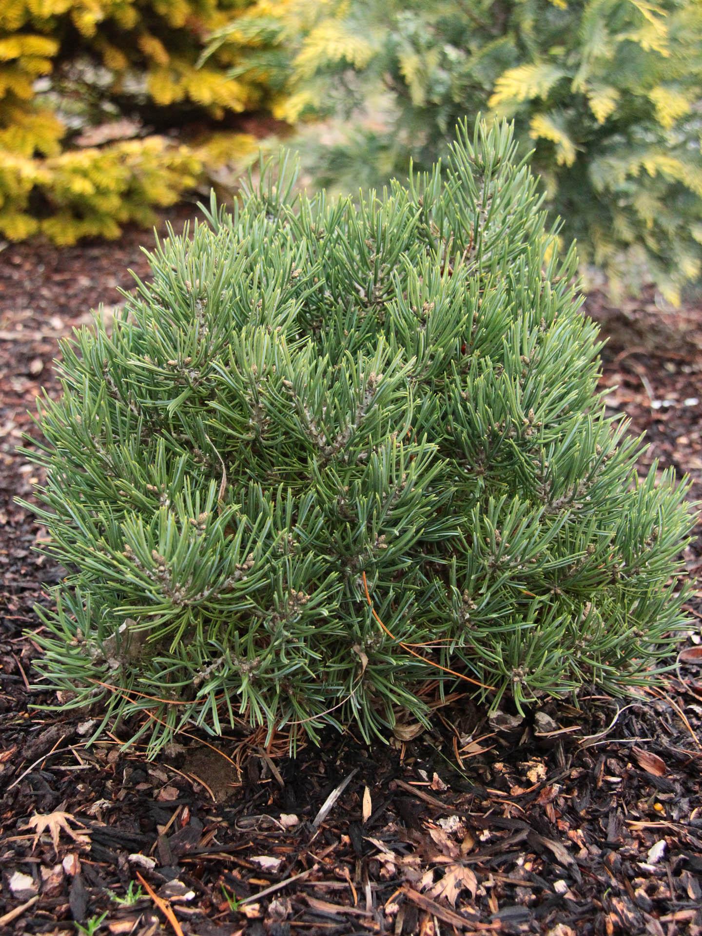 Colorado Pinyon Pine Two Needle (Pinus edulis)