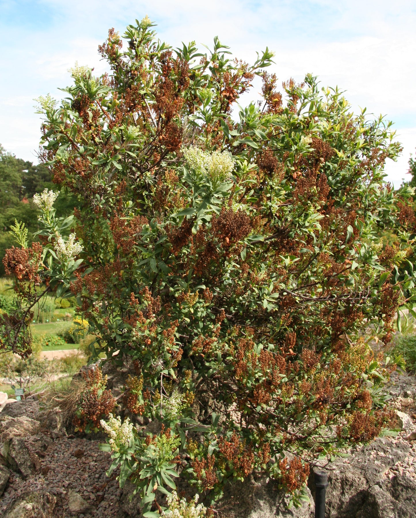 Siberian Spirea (Sibiraea laevigata)
