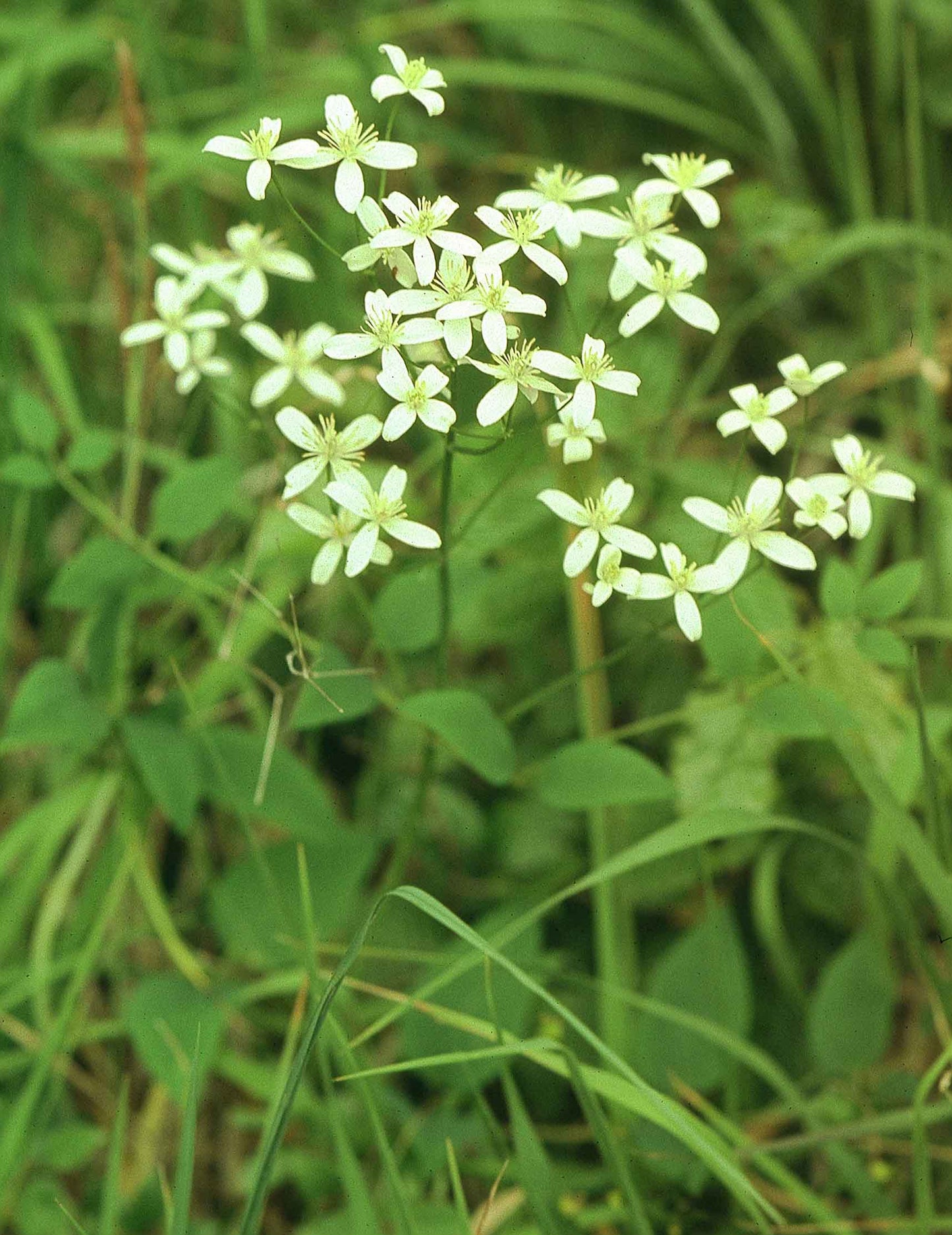 Erect Ground Virginsbower (Clematis recta)