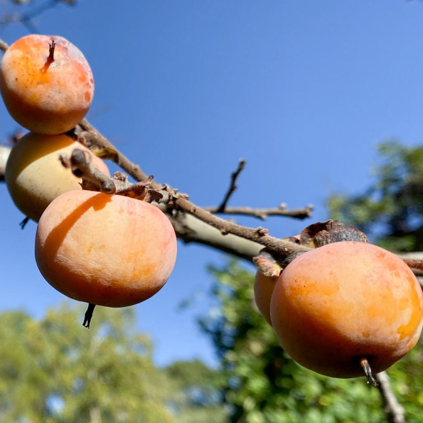 Common Persimmon (Diospyros virginiana)