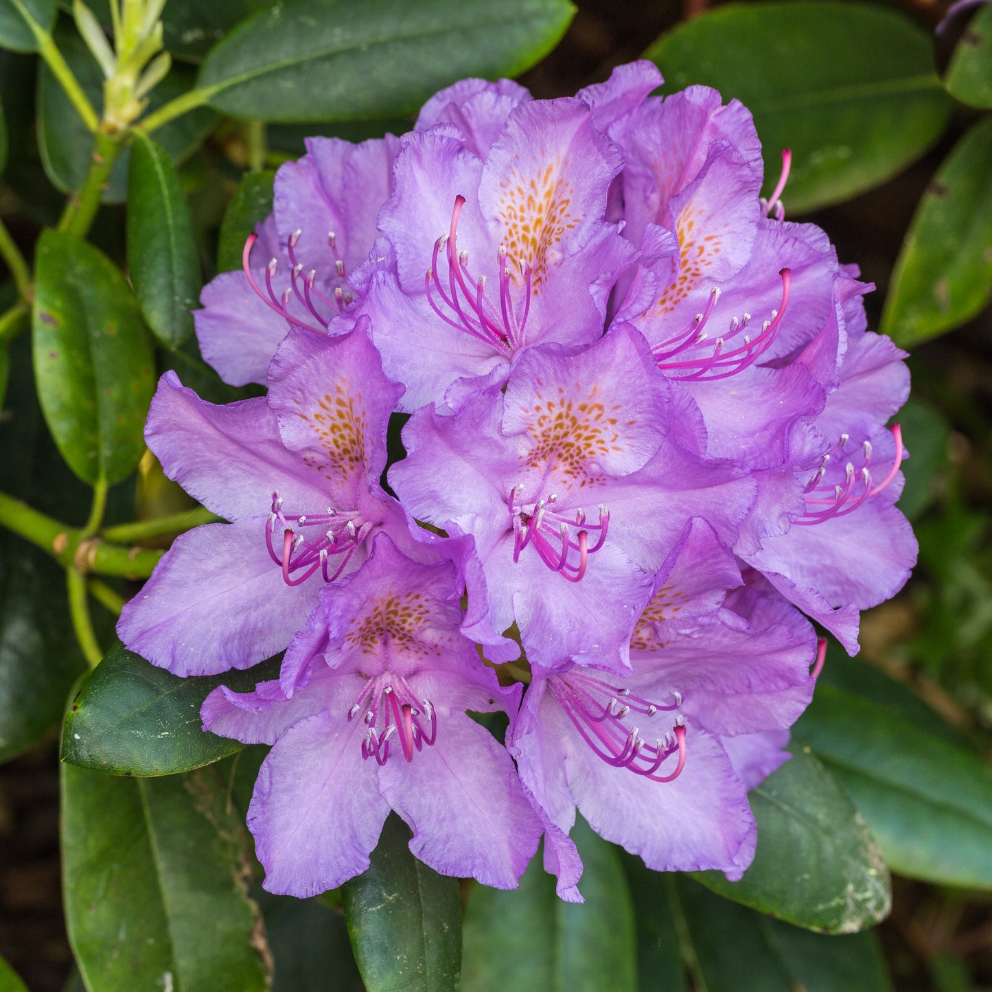 Common Rhododendron Pontic Ponticum Rhododendron (Rhododendron ponticum)