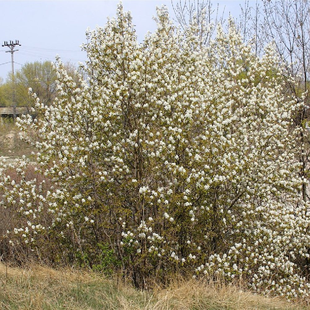Common Serviceberry Serviceberry (Amelanchier arborea clean seed)