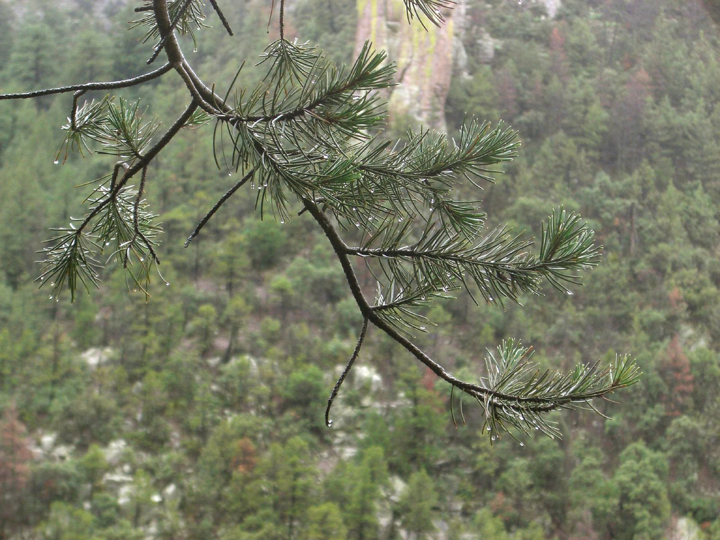 Chihuahuan Pine (Pinus leiophylla)