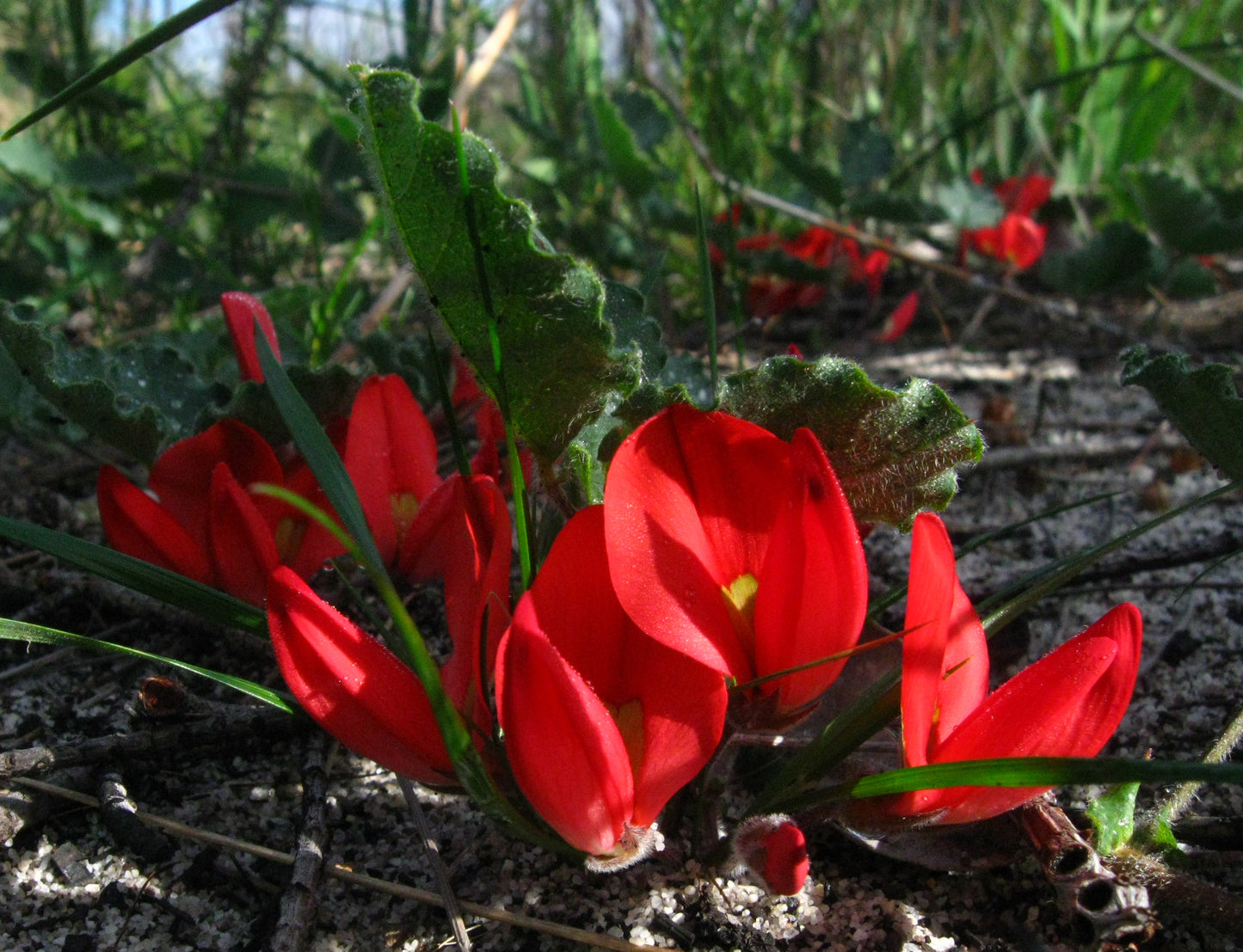 Running-postman Scarlet Runner (Kennedia prostrata)