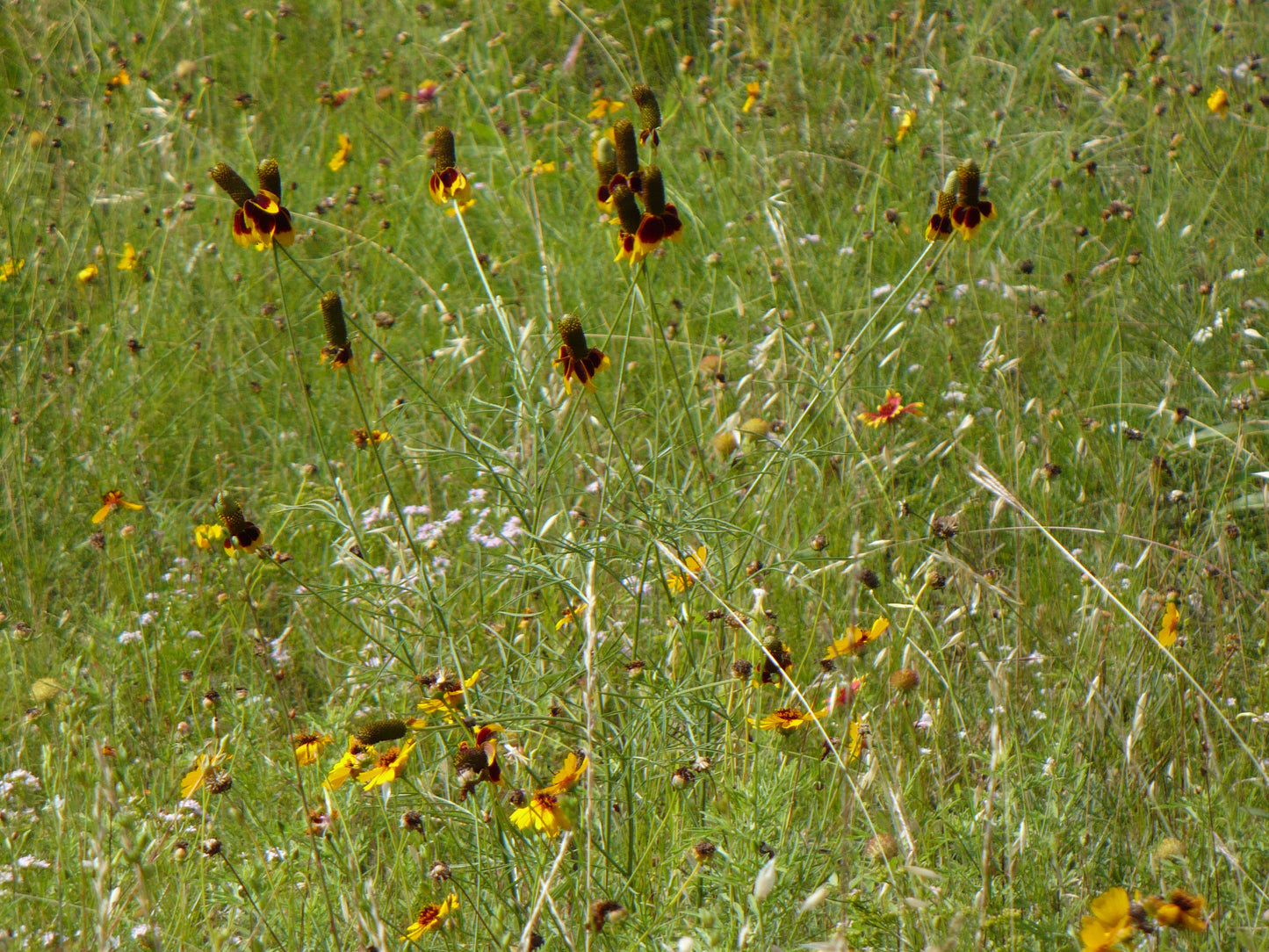Upright Prairie Coneflower (Ratibida columnifera)