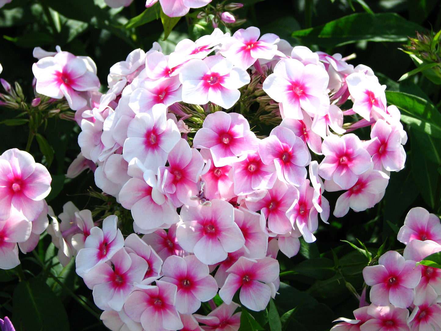 Fall Phlox Phlox (Phlox paniculata)
