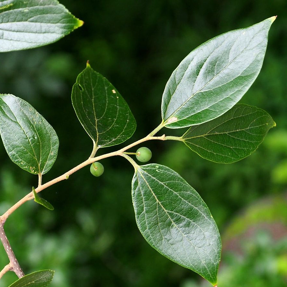 Chinese Hackberry Hackberry (Celtis sinensis)