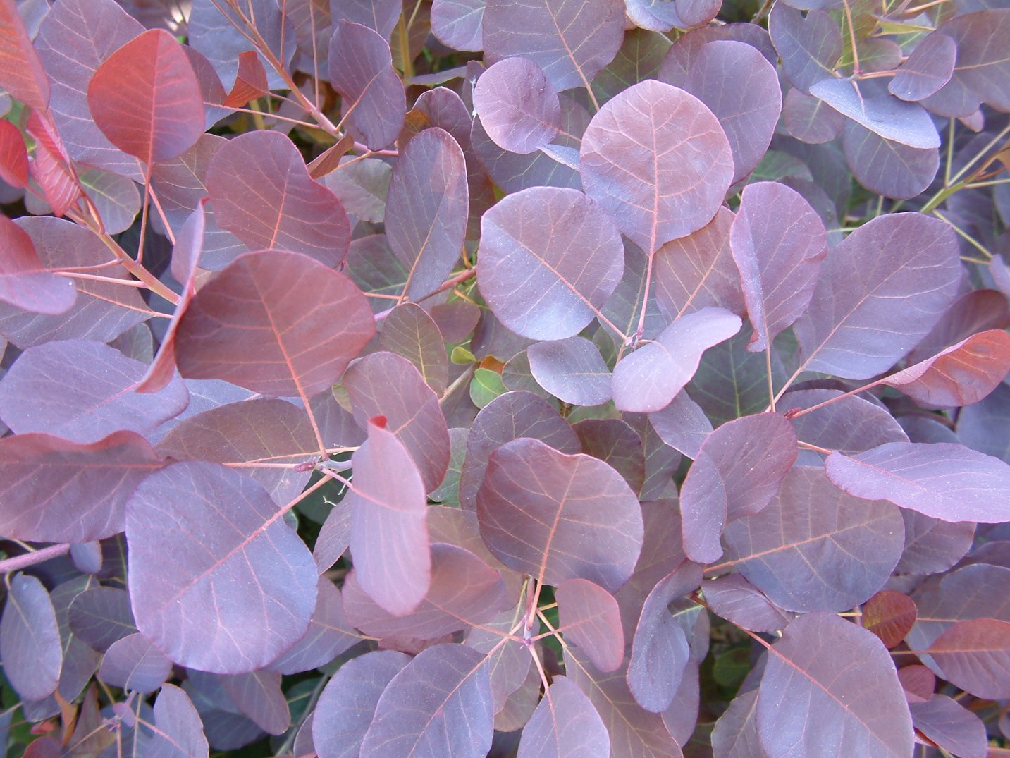 Purple Smoketree (Cotinus coggygria 'Purpureus')