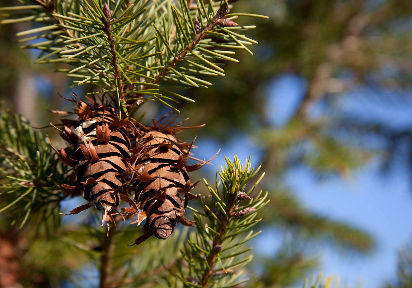 Douglas Fir (Pseudotsuga menziesii var. glauca NM Lincoln)