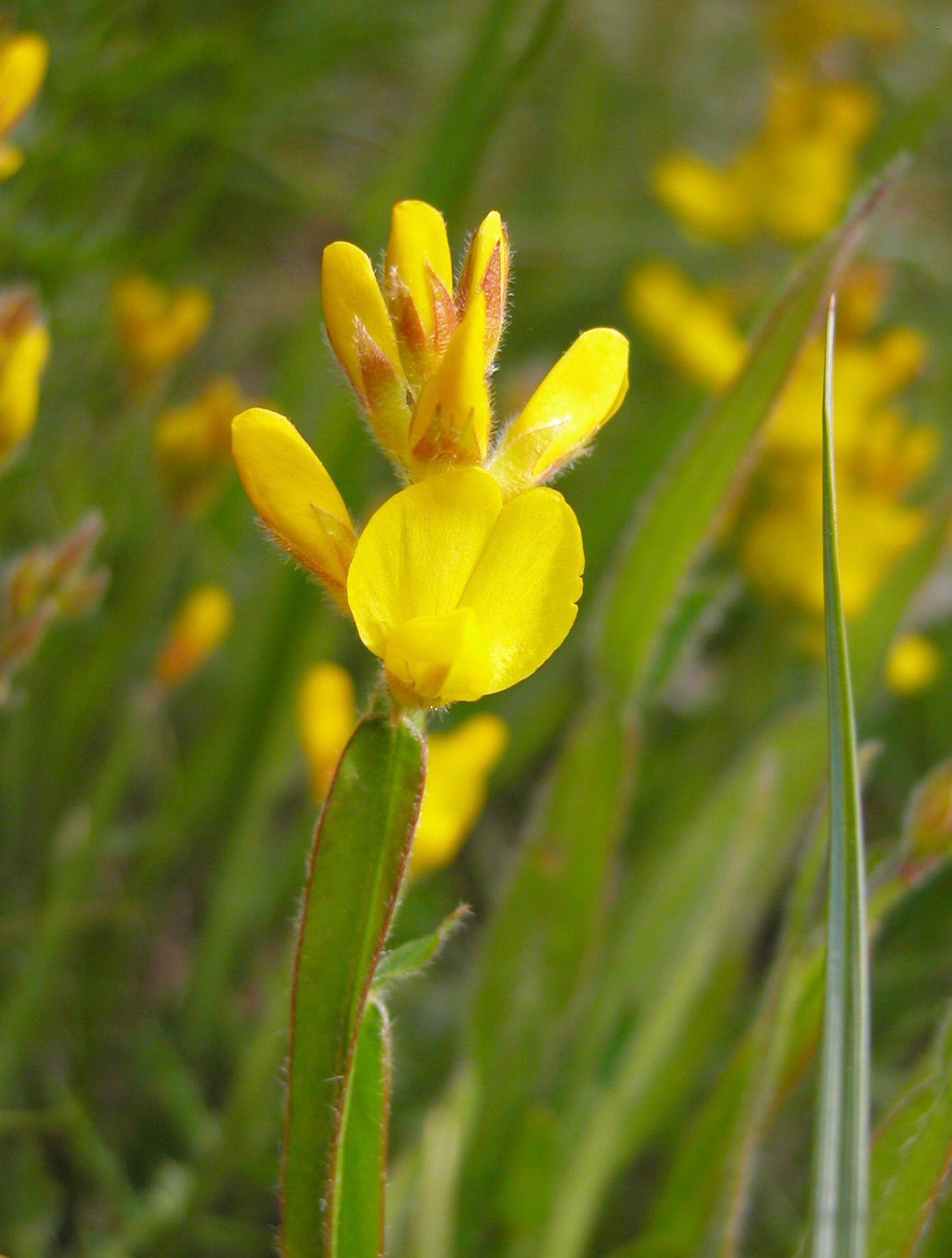 Arrow-jointed Broom Winged Broom (Genista sagittalis)