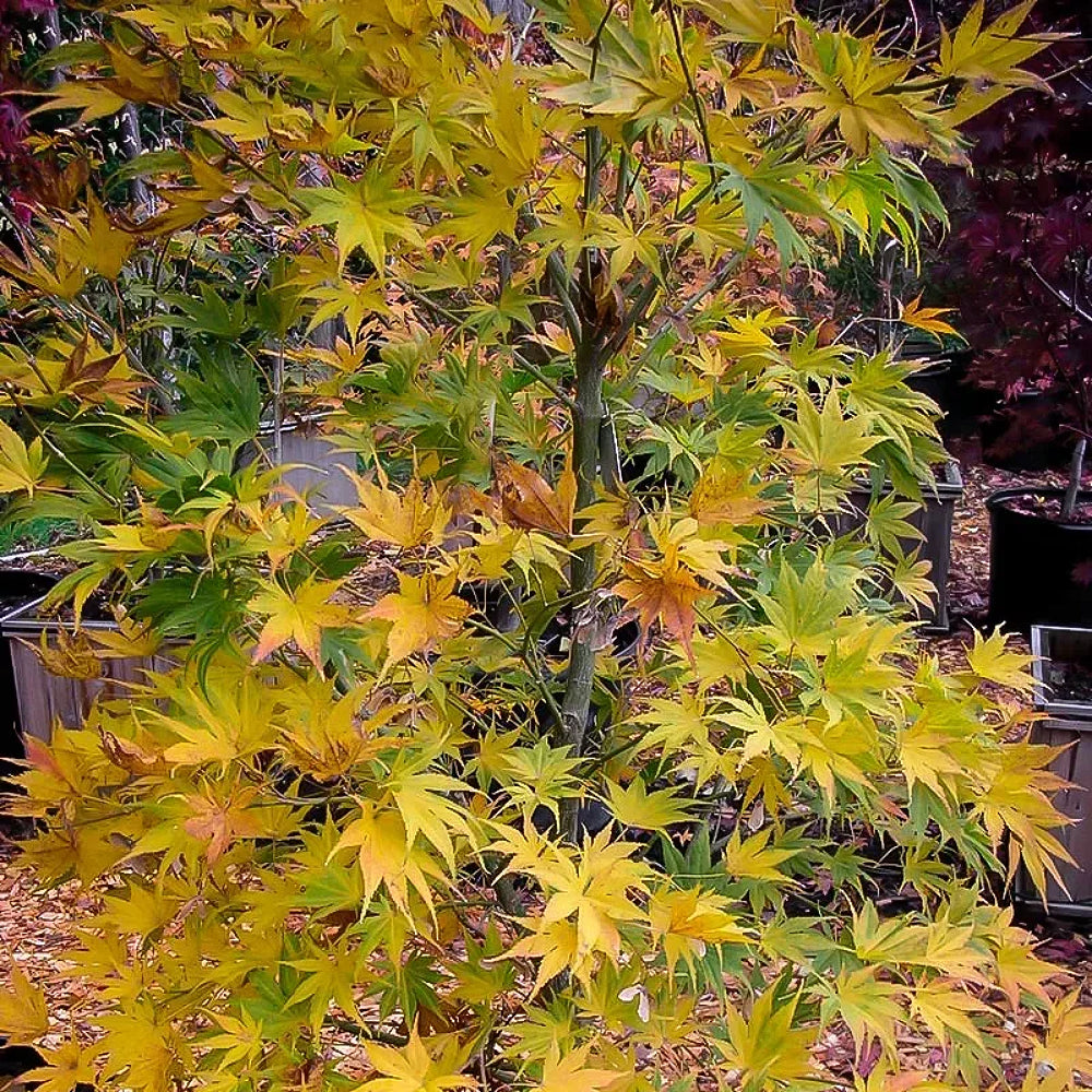 Ki Hachijo Maple Kihachijo Maple (Acer palmatum ssp. matsumurae 'Ki hachijo' dry seed)
