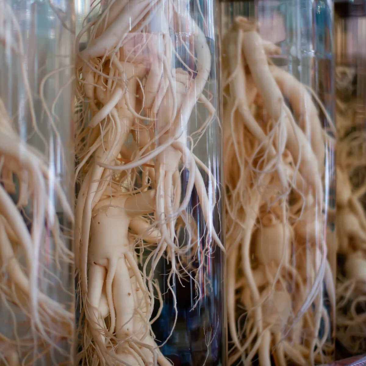 Chinese Ginseng (Panax ginseng)