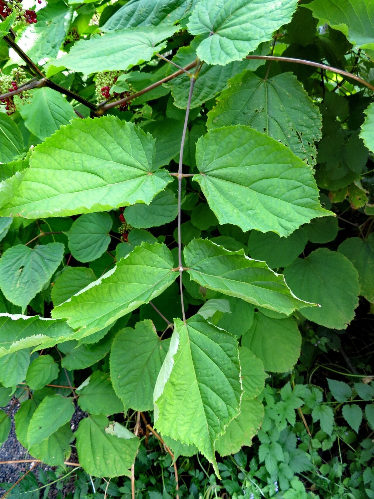 American Ginseng Huaquishen (Panax quinquefolius)