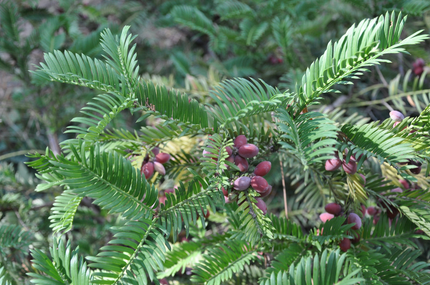 Harringtons Cephalotaxus Japanese Plum Yew (Cephalotaxus harringtonia)