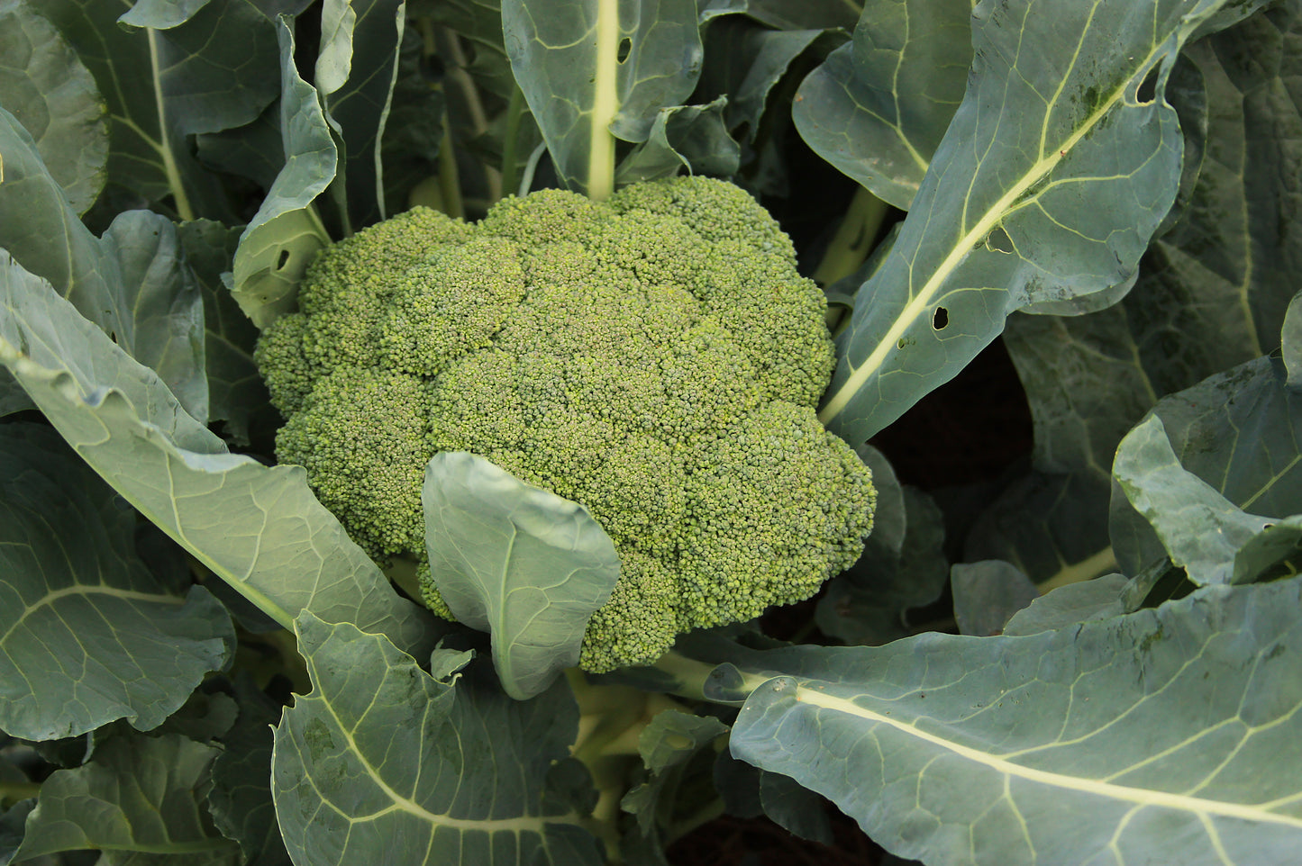 Broccoli Waltham 29 Broccoli (Brassica oleracea ssp. var italica var. Waltham 29)