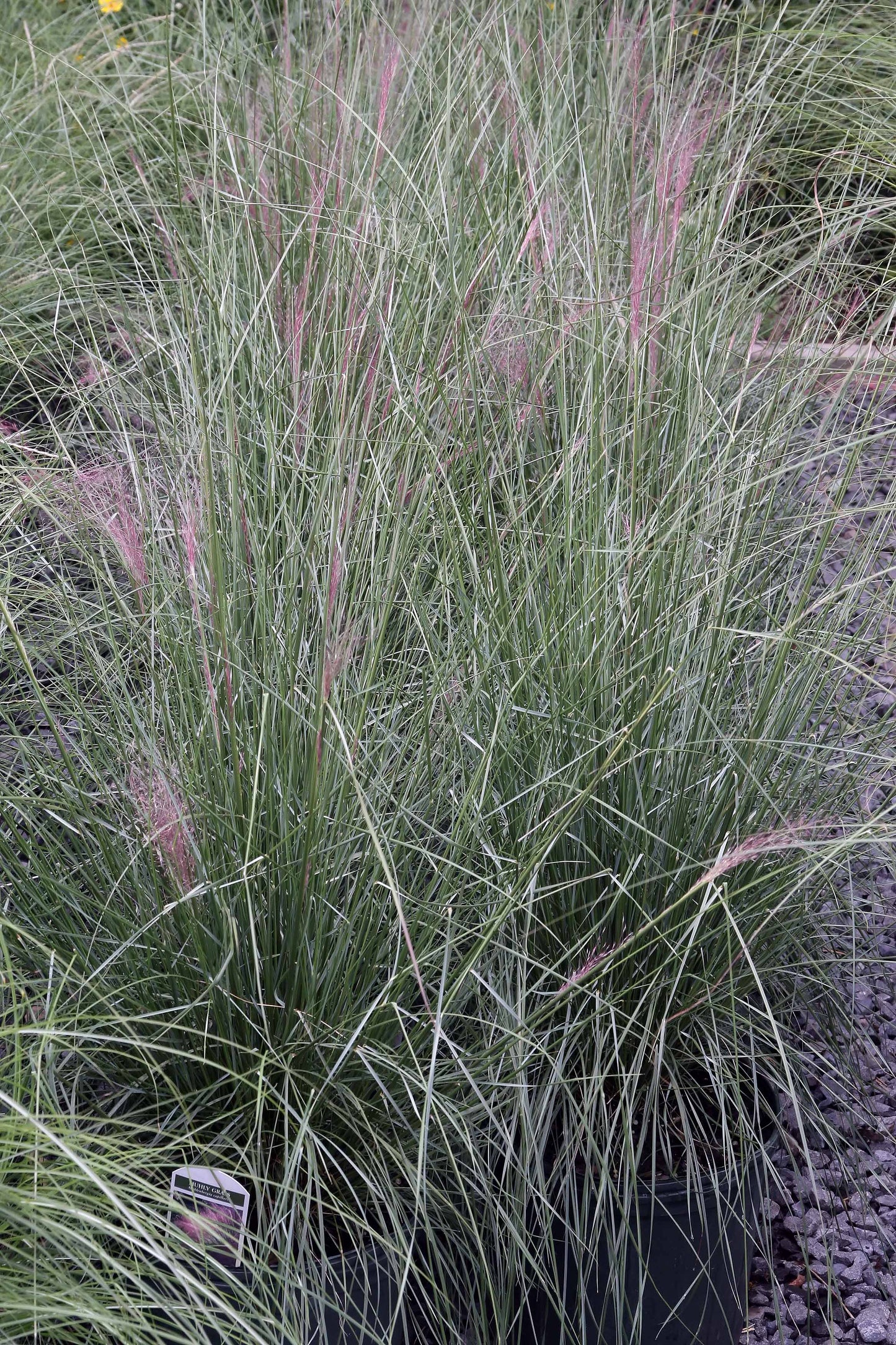 Pink Muhlygrass Gulf Muhly Hairawn Grass Pink Hair Grass (Muhlenbergia capillaris)