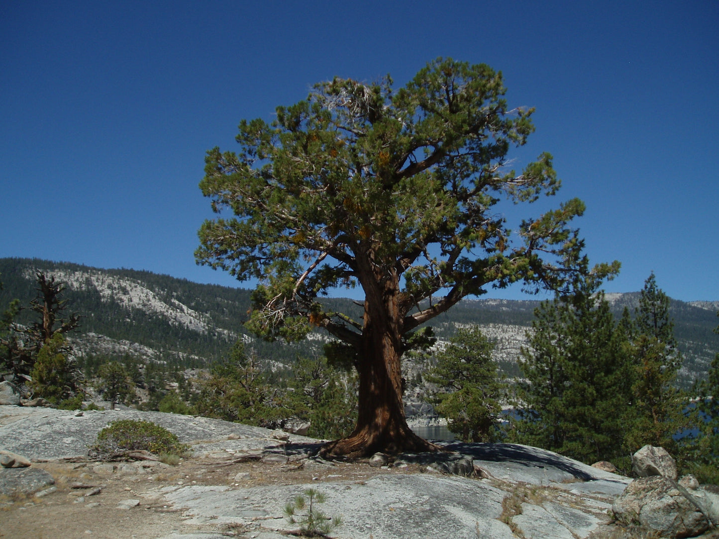 Western Juniper (Juniperus occidentalis var. occidentalis)