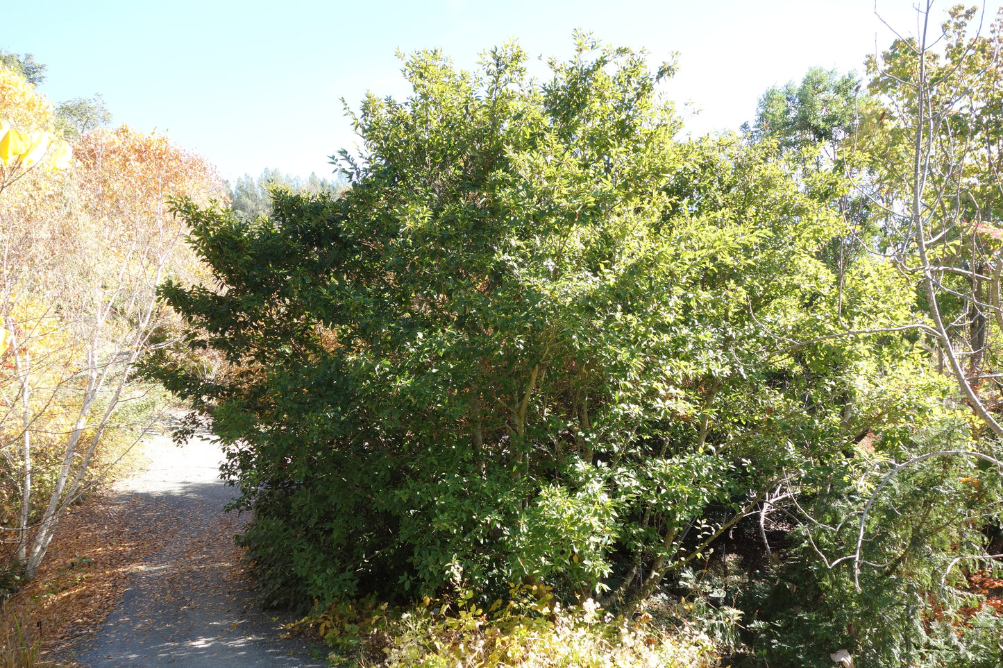 Asian Firma Green Alder (Alnus firma)