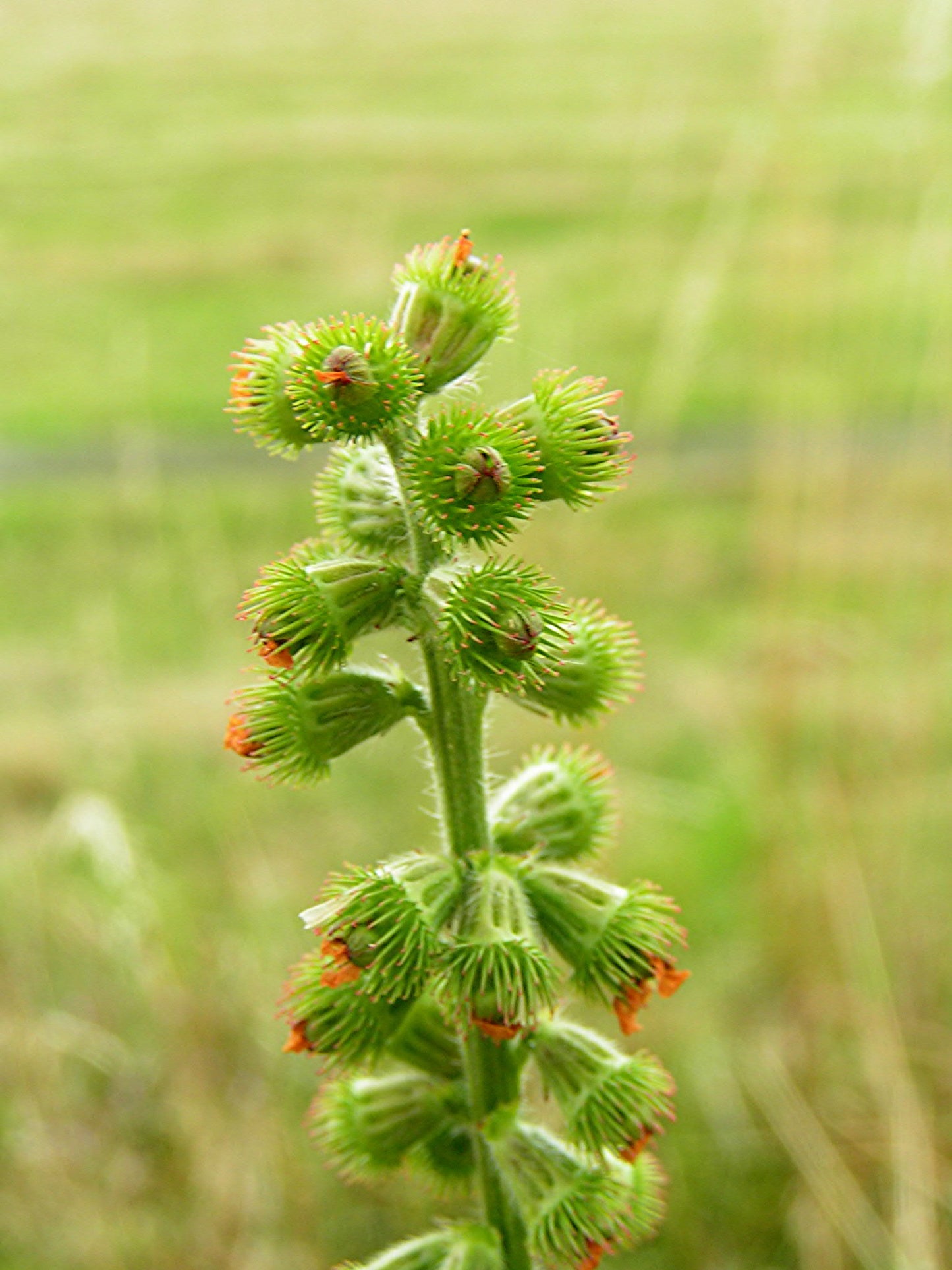 Agrimony Church Steeples Churchsteeples Cockeburr Agrimony Sticklewort Stickwort (Agrimonia eupatoria)