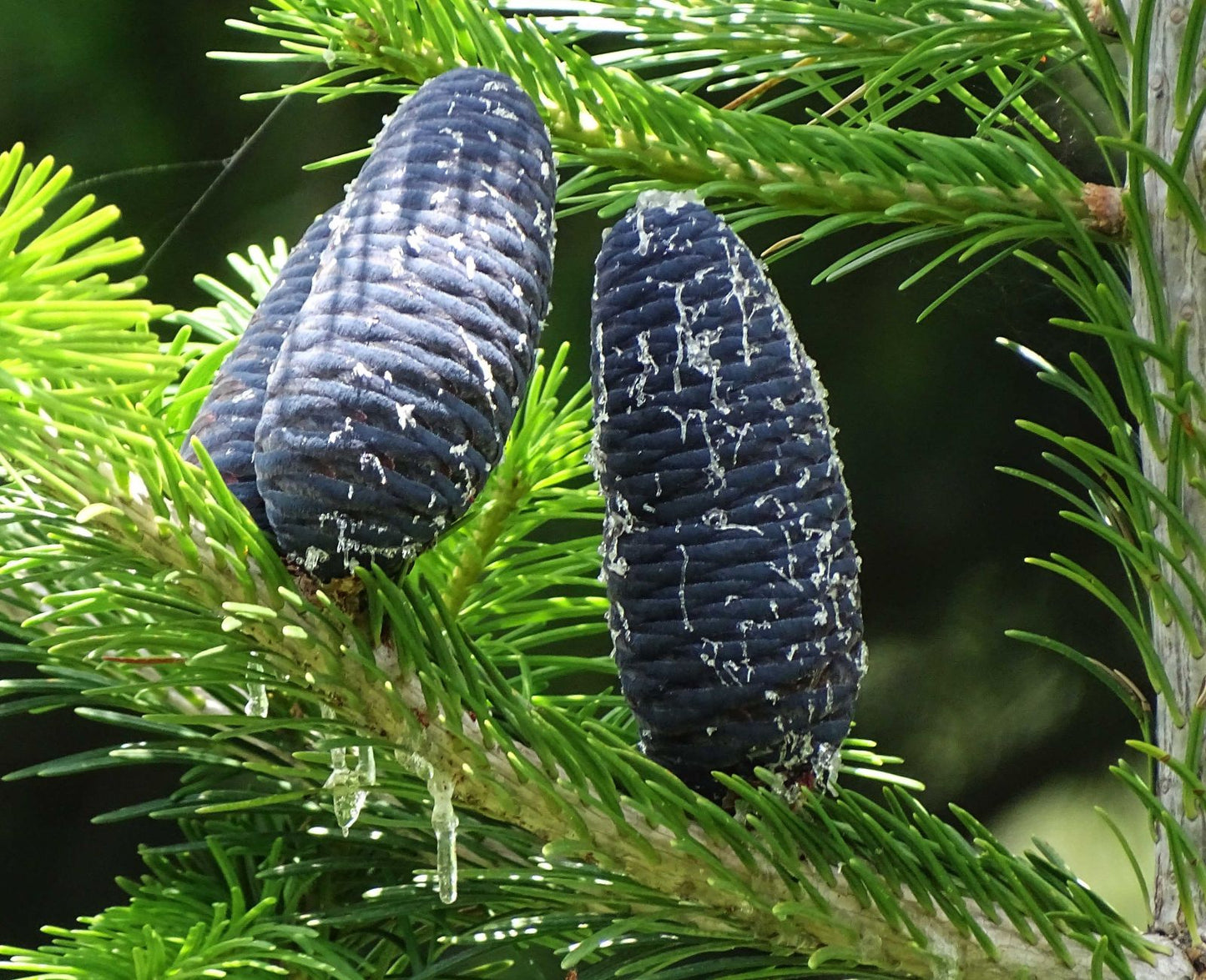 Pindrow Fir Silver West Himalayan Fir (Abies pindrow)