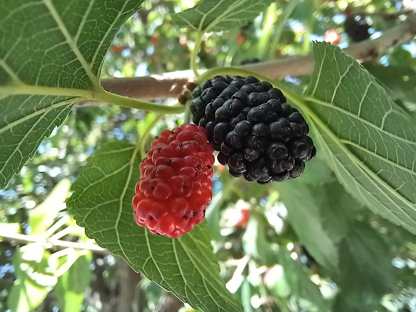 Black Mulberry (Morus nigra)