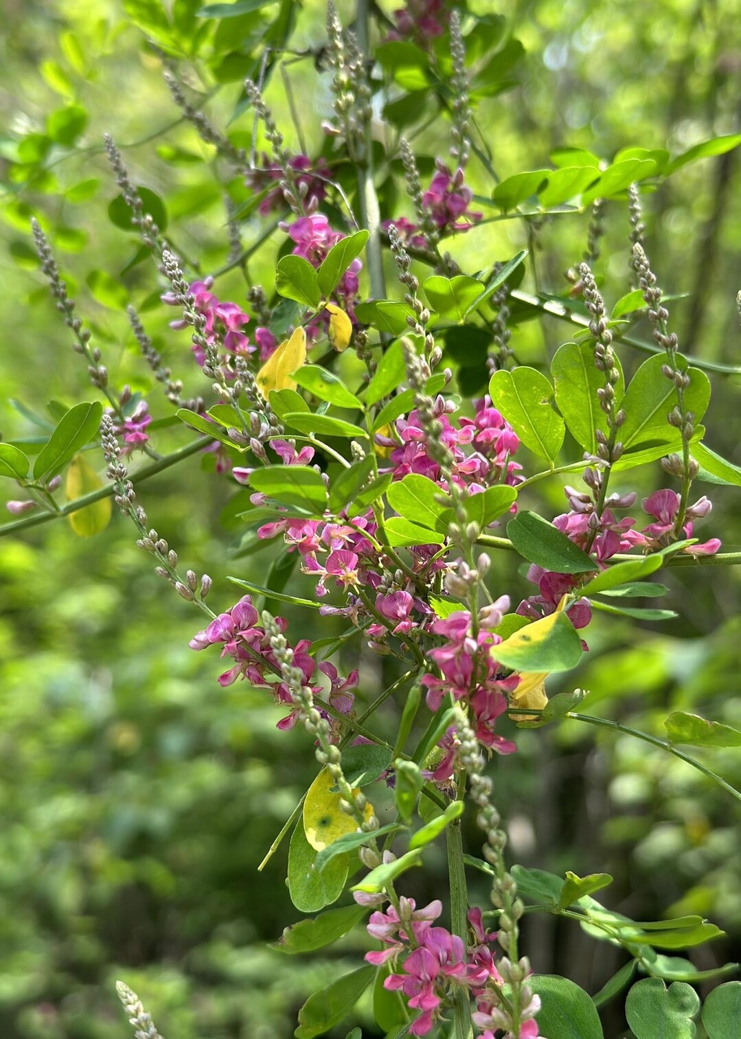 Chinese Indigo Pink-flower Indigo (Indigofera amblyantha)