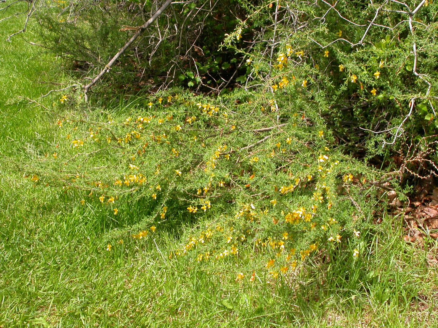 Dwarf Peashrub Pygmy Peashrub (Caragana pygmaea)