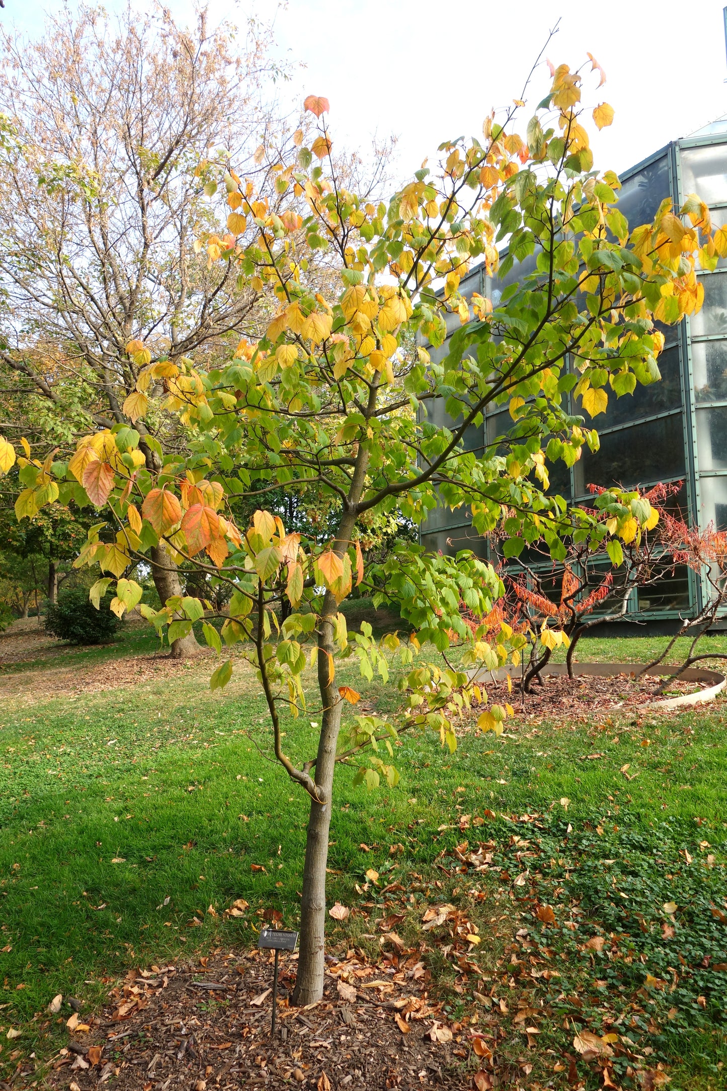 Manchu Maple (Acer tegmentosum)