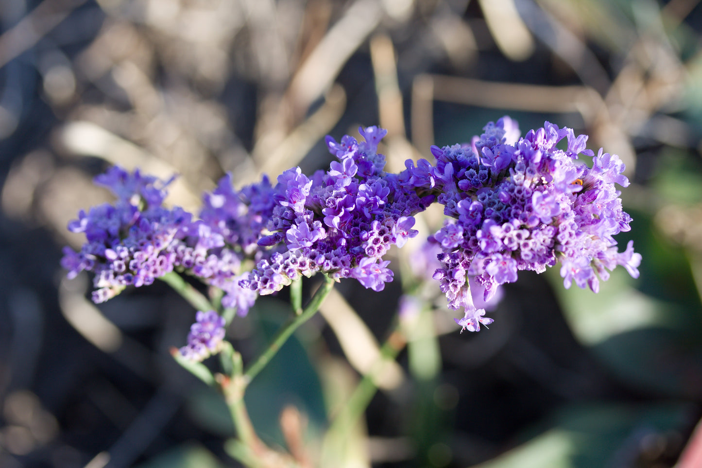Siberian Statice (Limonium gmelinii)
