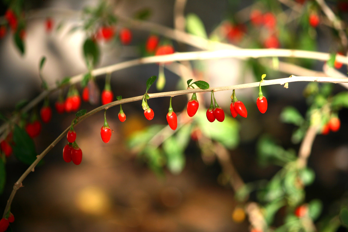 Barbary Matrimony Vine Bocksdorn Chinese Boxthorn Desert-thorn Wolfberry Duke Of Argylls Tea Tree Goji Berry Mede Medlar Wolfberry (Lycium chinense)