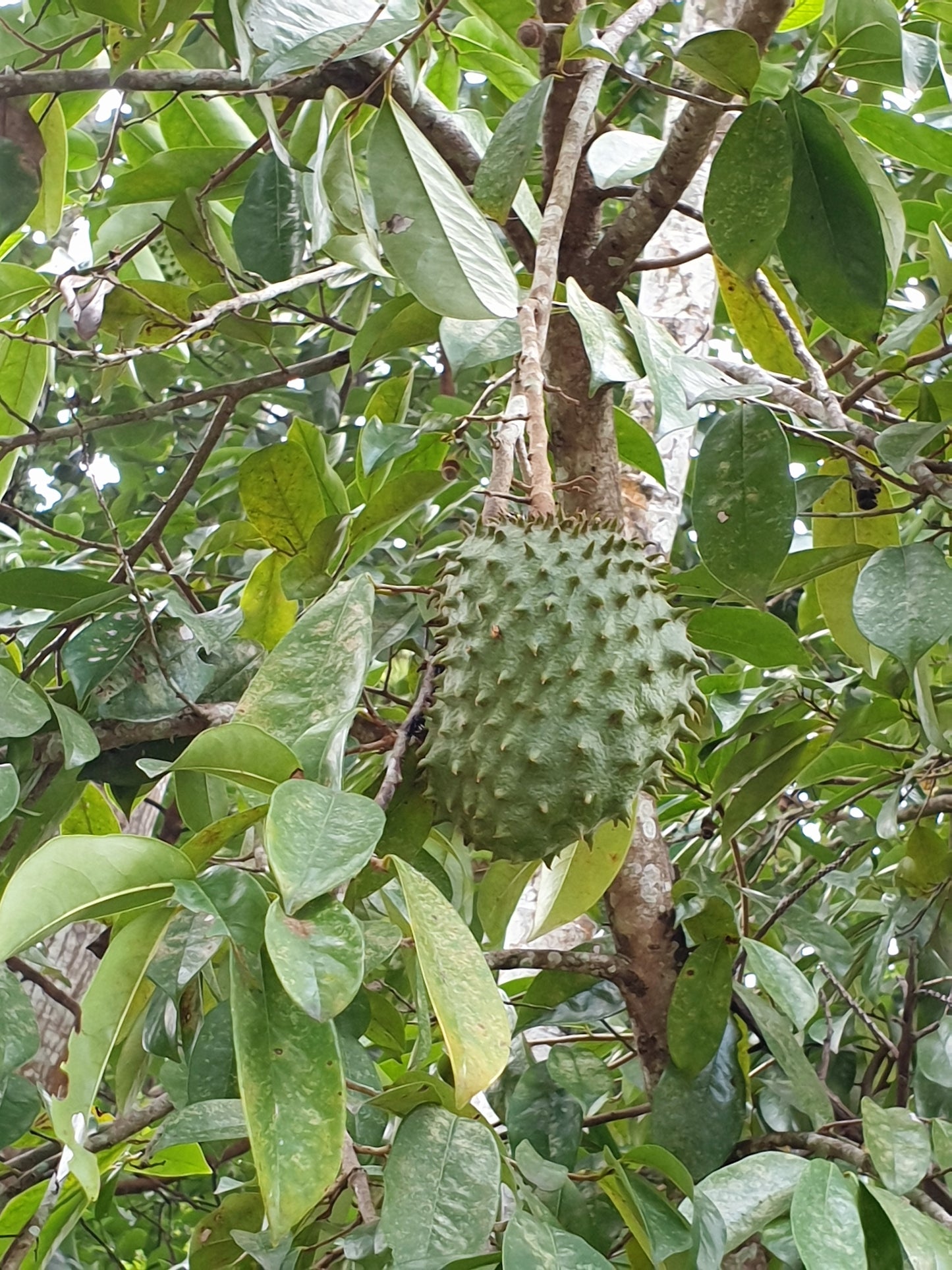 Soursop (Annona muricata)