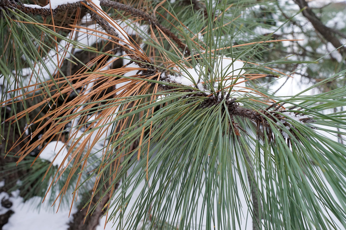 Arizona Pine (Pinus arizonica)