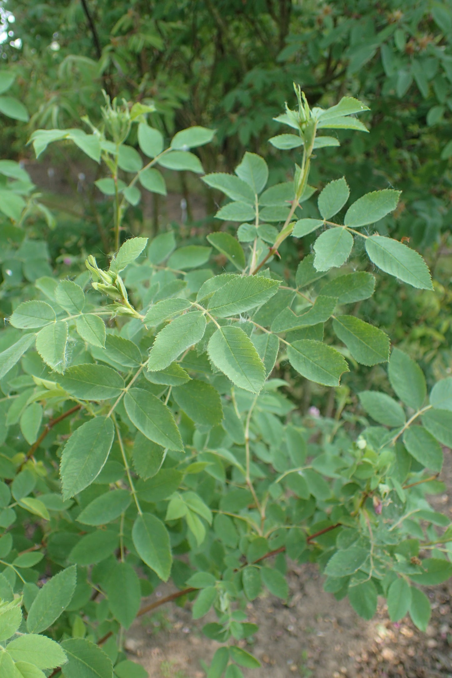 Amur Rose Cinnamon Daurian Rose (Rosa davurica)