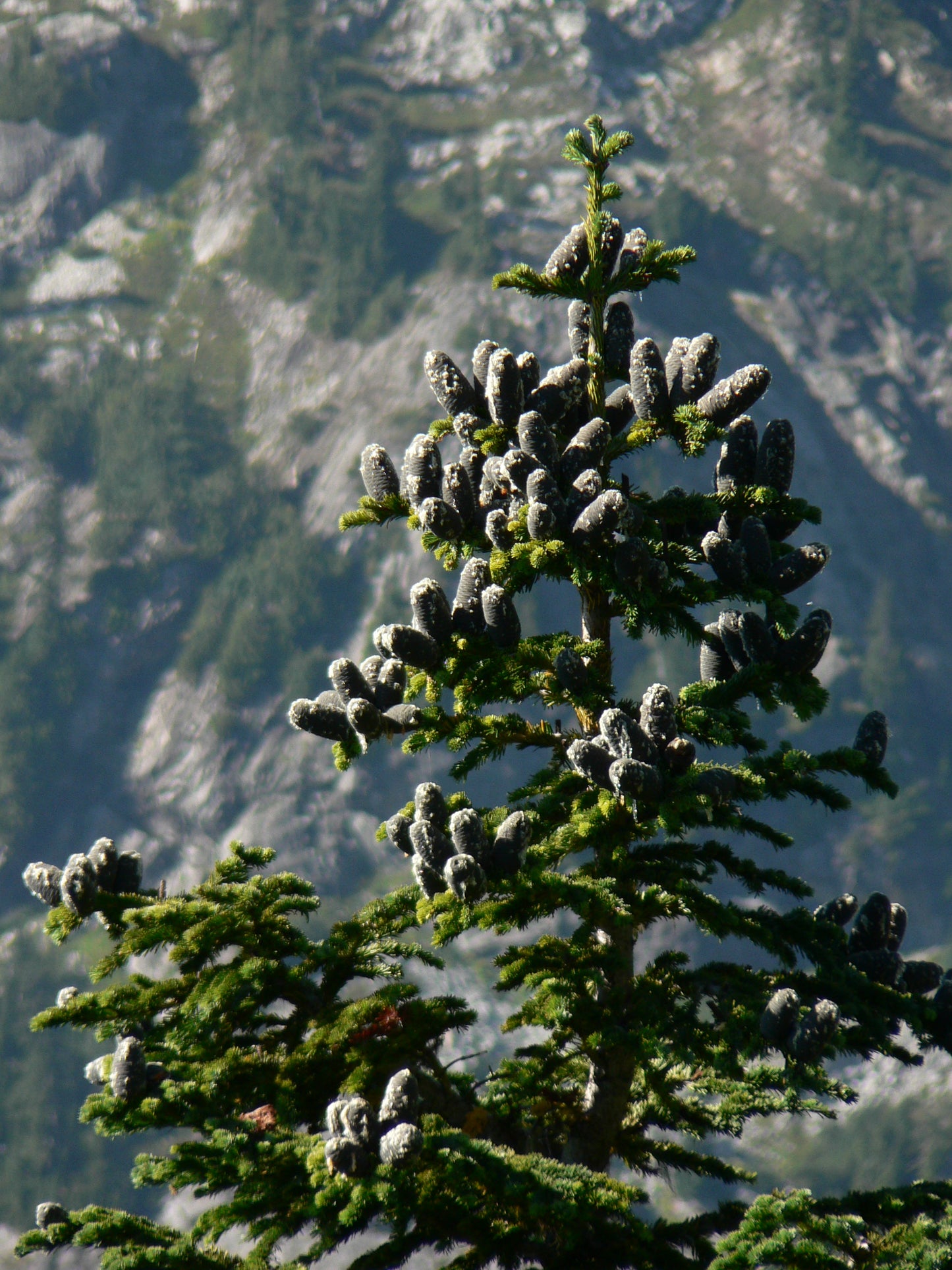 Subalpine Fir (Abies lasiocarpa)