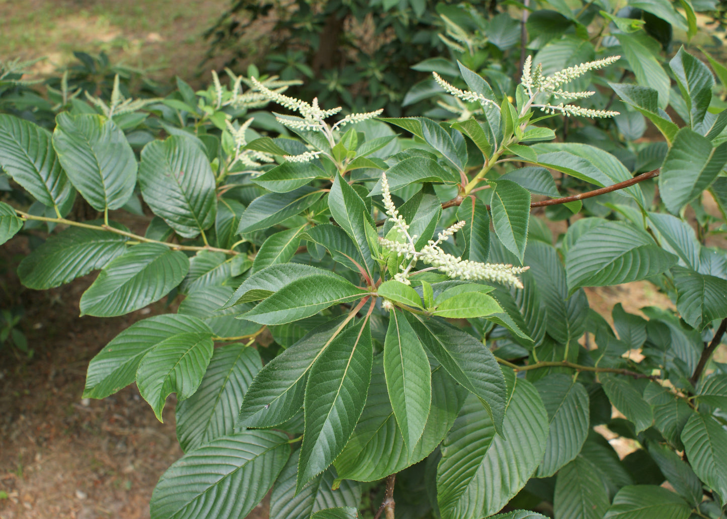 Japanese Summer Sweet (Clethra barbinervis)