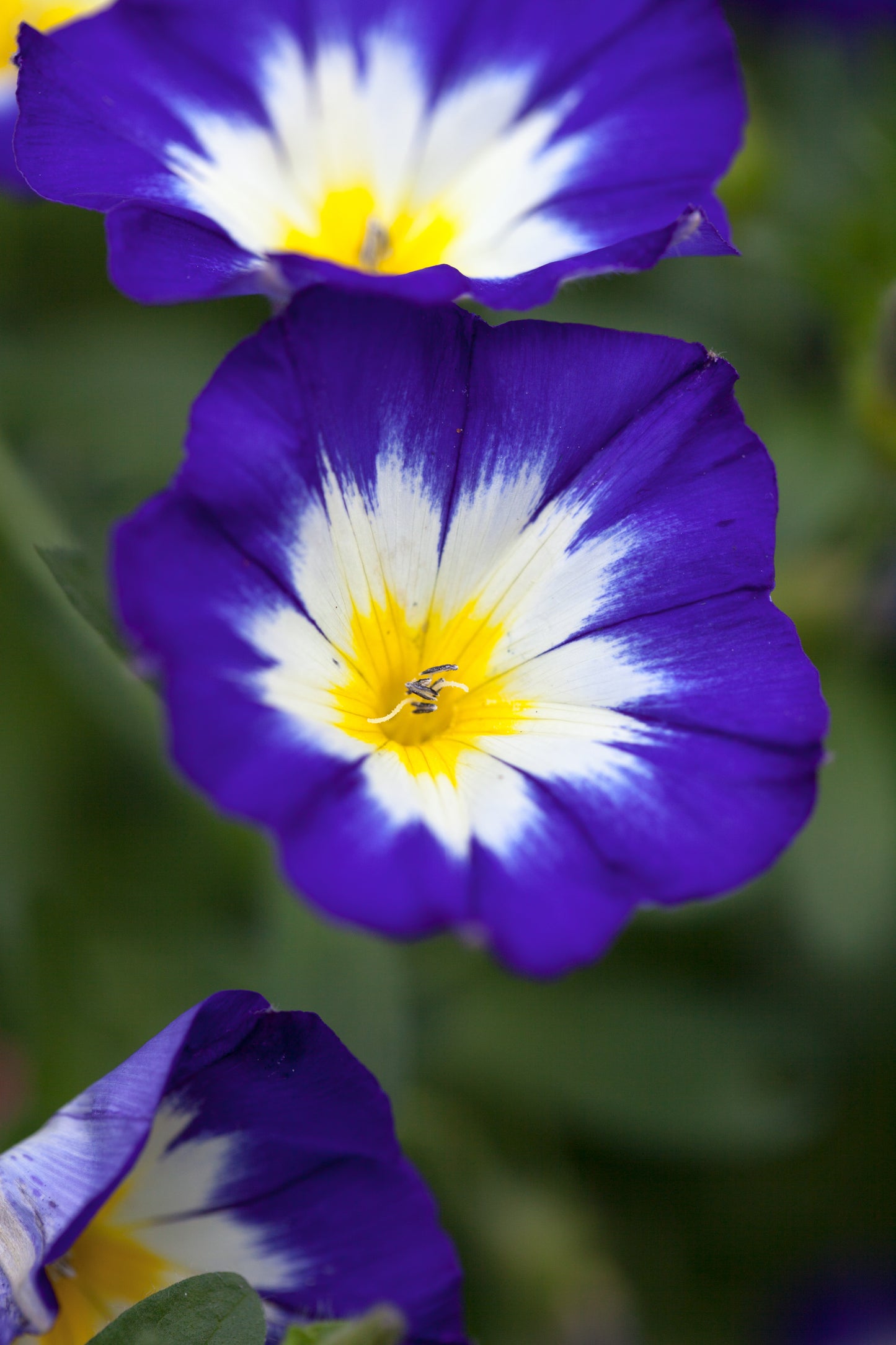 Dwarf Morning-glory (Convolvulus tricolor 'Royal Ensign')