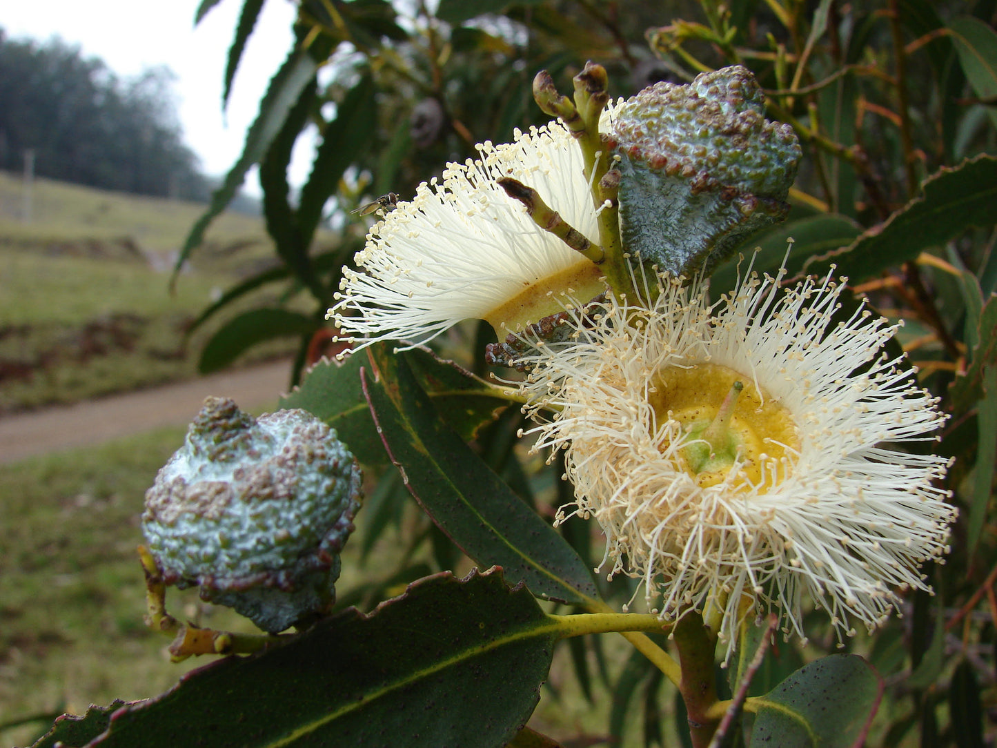 Blue Tasmanian Bluegum (Eucalyptus globulus)
