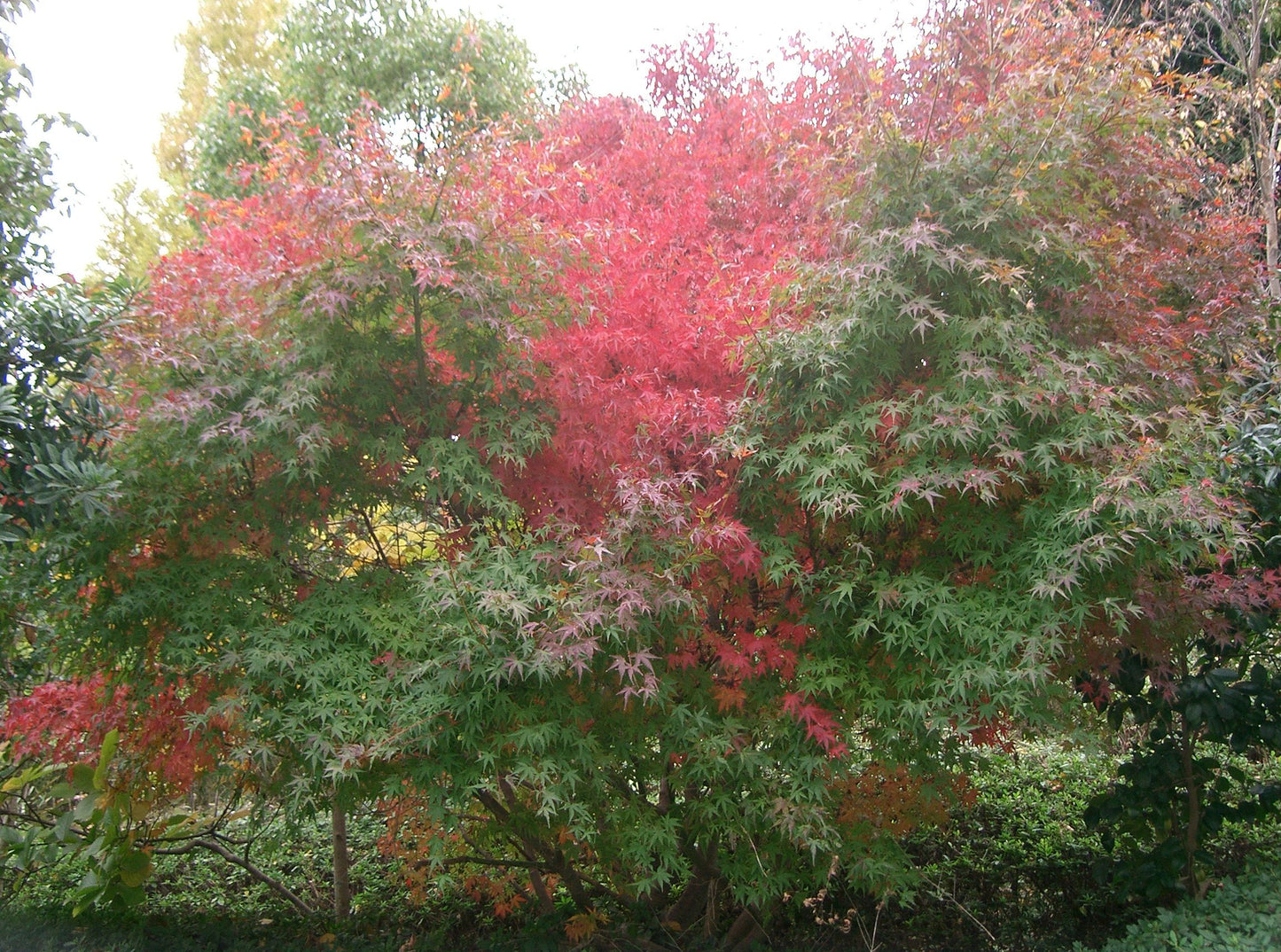 Nuresagi Maple (Acer palmatum ssp. matsumurae 'Nuresagi' dry seed)