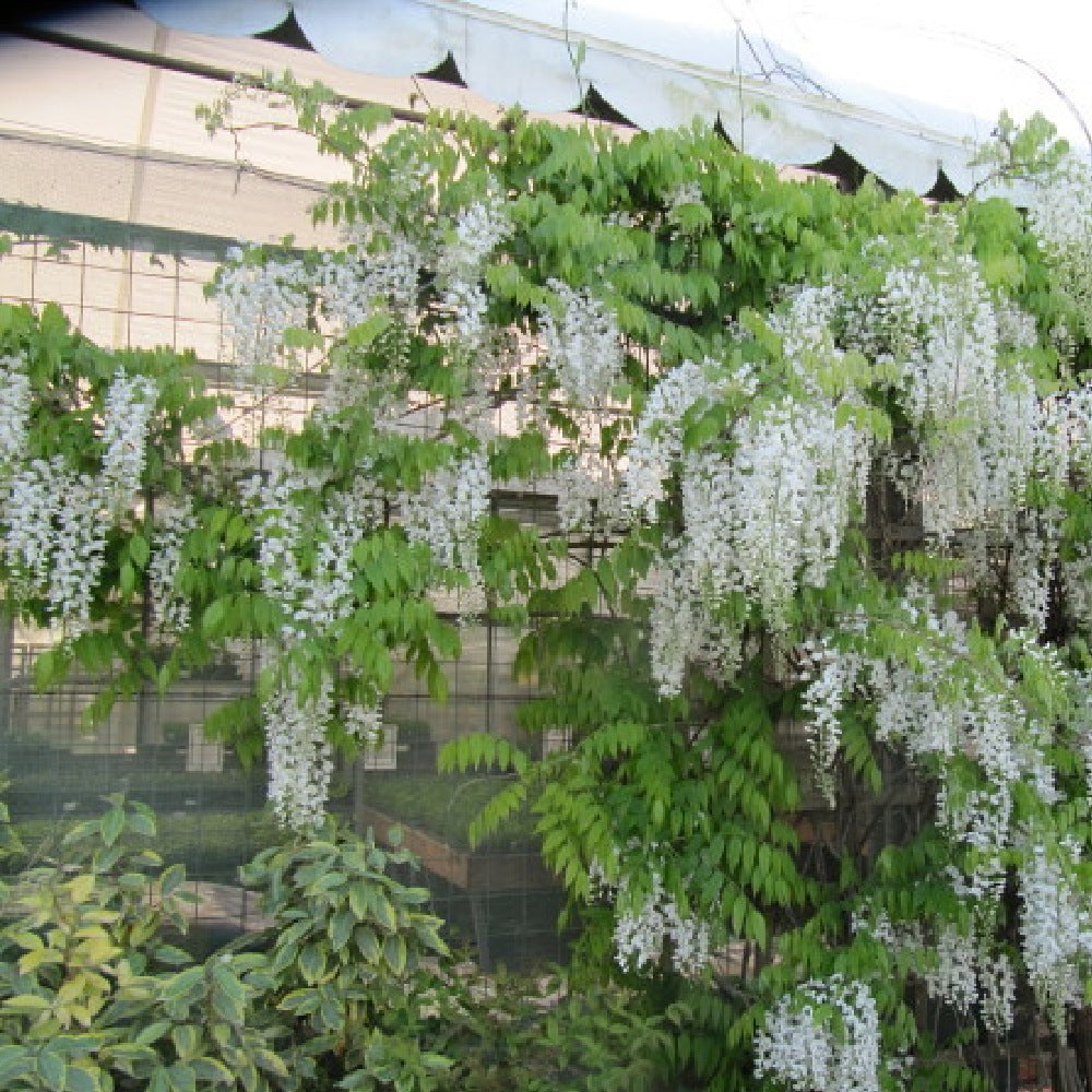 White Chinese Wisteria (Wisteria sinensis var. Alba)