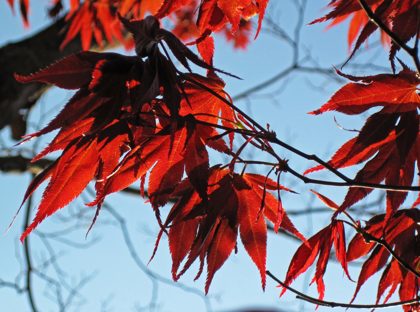 Scolopendrifolium Maple (Acer palmatum ssp. amoenum 'Scolopendrifolium' dry seed)