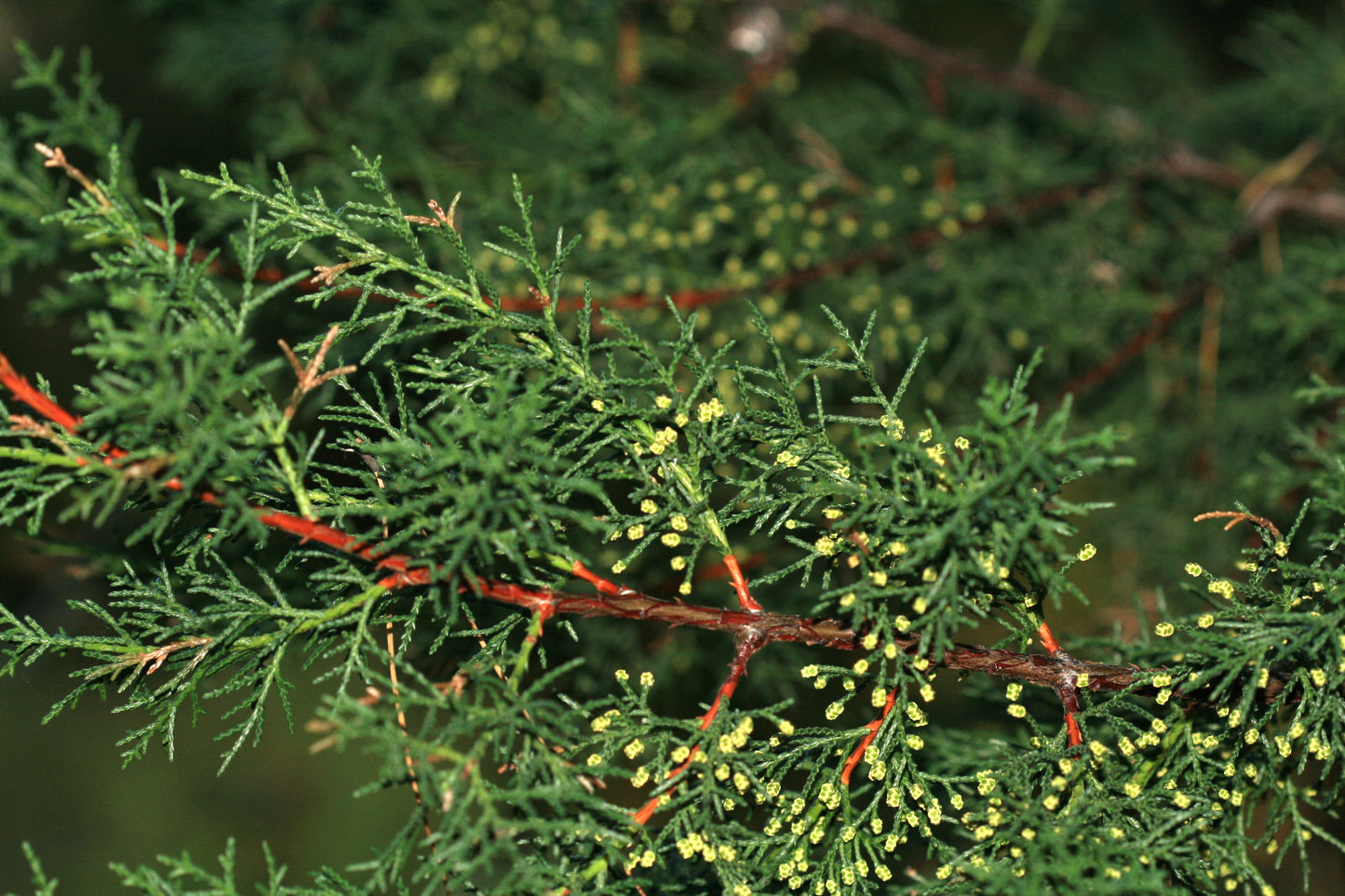 Californian Cypress Gowen Cypress (Hesperocyparis goveniana)