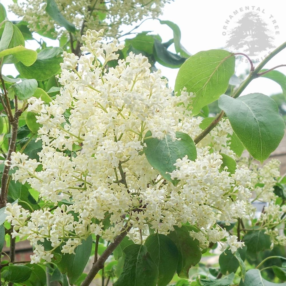 Chinese Kousa Dogwood (Cornus kousa ssp. Chinensis)