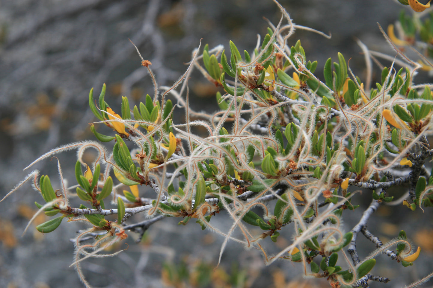 Curl-leaf Mountain Mahogany Mahogany (Cercocarpus ledifolius)