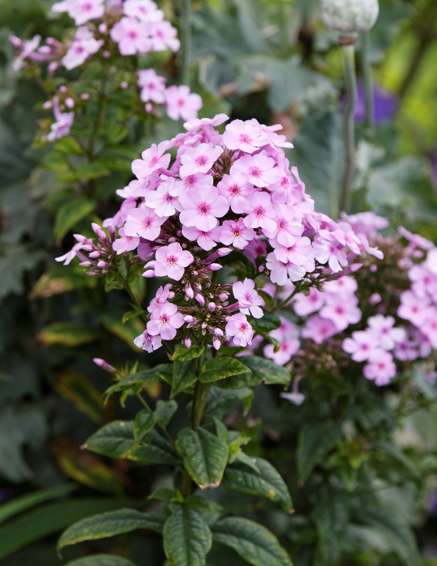 Fall Phlox Phlox (Phlox paniculata)