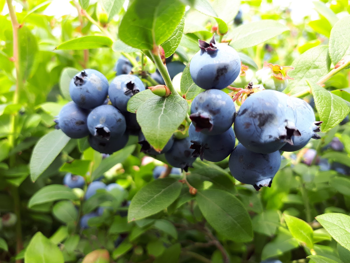 Lowbush Blueberry (Vaccinium angustifolium)