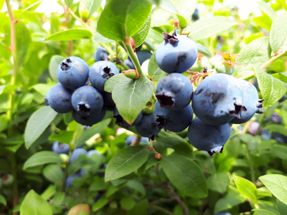 Lowbush Blueberry (Vaccinium angustifolium)